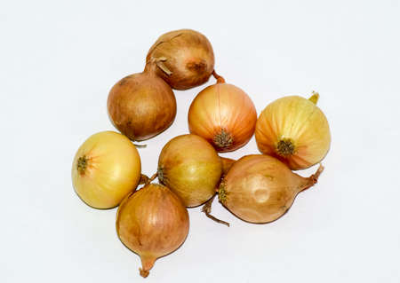 Onion bulbs. White onion with yellow skin. Harvest the onionの写真素材
