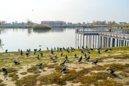 Pigeons on the shore of the lake. Pigeons, accustomed to being fed by passers-by, are waiting for foodの写真素材