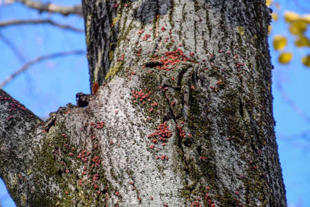 Red bugs bask in the sun on tree bark. Autumn warm-soldiers for beetles.の写真素材