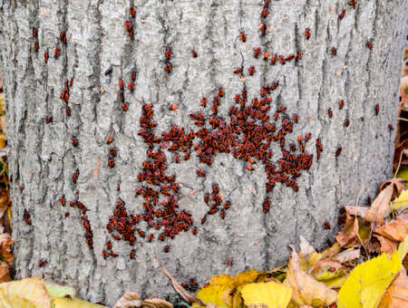 Red bugs bask in the sun on tree bark. Autumn warm-soldiers for beetles.の写真素材