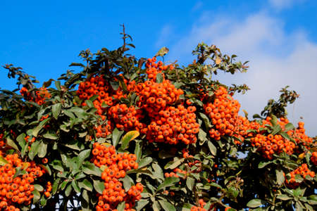 Brush berry. Orange autumn berries of Pyracantha with green leaves on a bush