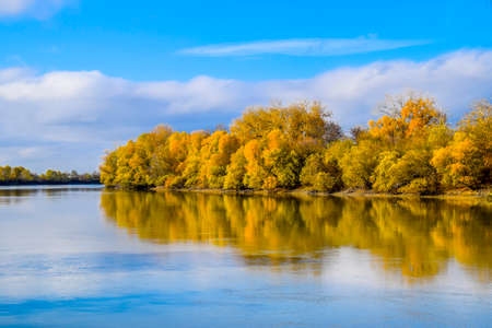 Autumn landscape. River and river bank with yellow trees. Willow and poplar on the river bankの写真素材