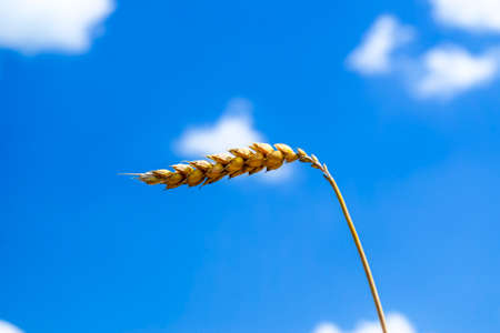 Spikelets of wheat against the sky. Ripe ears of cereal.の写真素材
