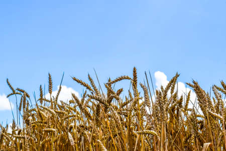 Spikelets of wheat against the sky. Ripe ears of cereal.の写真素材