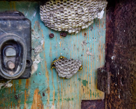 Nest of wasps in the old electrical switchboard. Wasp polistの写真素材