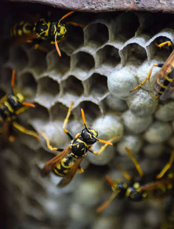 Wasp nest with wasps sitting on it. Wasps polist. The nest of a family of wasps which is taken a close-up.の写真素材