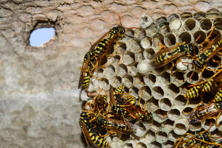 Wasp nest with wasps sitting on it. Wasps polist. The nest of a family of wasps which is taken a close-up.の写真素材