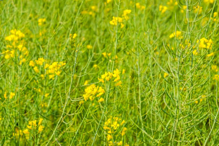 Rapeseed field. Background of rape blossoms. Flowering rape on the fieldの写真素材