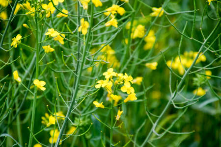 Rape flowers. Macro photo of a flowering canola. Rapeseed fieldの写真素材