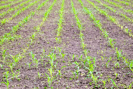 Cornfield. Small corn sprouts, field landscape. Loose soil and stalks of corn on the fieldの写真素材