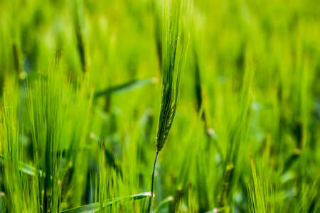 Field of green immature barley. Spikelets of barley. The field is barley, Rural landscapeの写真素材