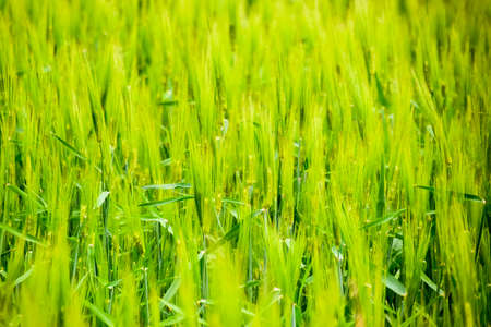 Field of green immature barley. Spikelets of barley. The field is barley, Rural landscape