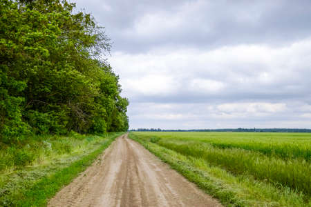 Road between the field of barley and the forest. A road in the road. The forest beltの写真素材