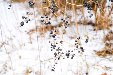 Berries of chokeberry aronia on branches in winterの写真素材