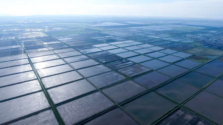 Flooded rice paddies. Agronomic methods of growing rice in the fields. Flooding the fields with water in which rice sown. View from above.の写真素材