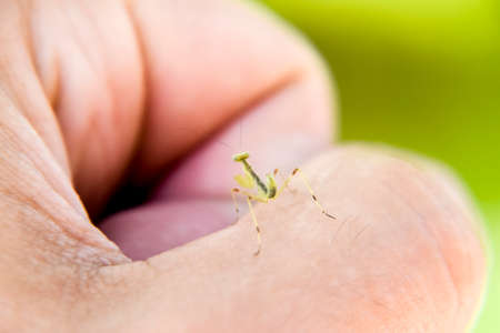 Larva of the mantis. Nymph mantis, Growing insect. Mantis on your finger.の写真素材