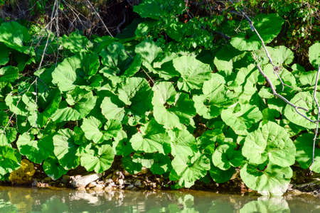 Coastal mug. Huge leaves of mugs on the river bankの写真素材