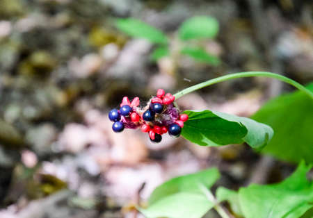 Forest blue berry on the stemの写真素材