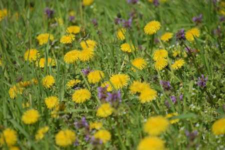 Flowering dandelions in the clearing. Meadow with dandelions