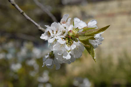Blooming wild pear in the garden. Spring flowering trees. Pollination of flowers of pear.