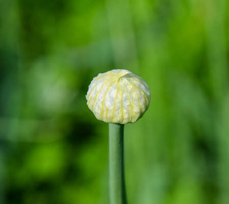 Flowering onions in the garden. Bud of onion