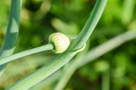 Flowering onions in the garden. Bud of onionの写真素材