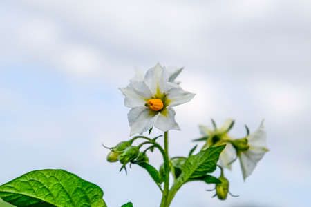 Flowers of potatoes on a bush. Flowering potatoes. White flowersの写真素材