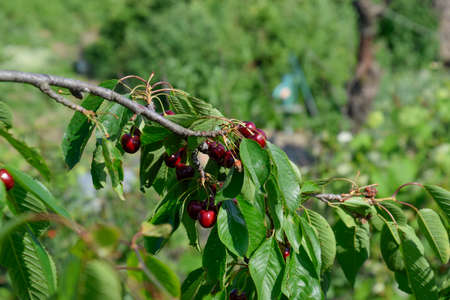 Berries of sweet cherries on the branches of a tree. Ripe sweet cherry