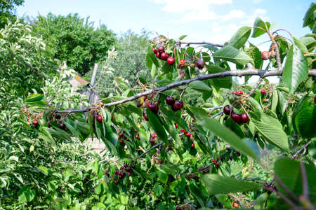 Berries of sweet cherries on the branches of a tree. Ripe sweet cherry