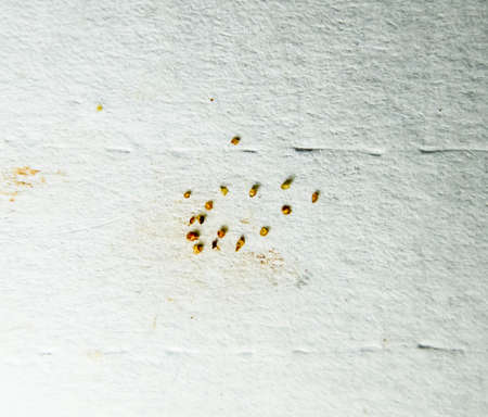 Parasites on a sheet of paper. Extruded from the skin parasites. Acari parasitesの写真素材