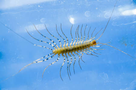 Millipede in the bank, The Flycatcher. Centipede flycatcher, insect predatorの写真素材