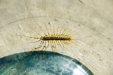 Millipede in the bank. The Flycatcher. Centipede flycatcher, insect predatorの写真素材