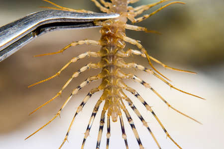 Scutigera Coleoptera Clamped in tweezers. The Flycatcher. Centipede flycatcher, insect predator.の写真素材