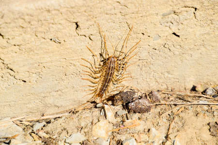 Scutigera Coleoptera runs on the ground with stones. The Flycatcher. Centipede flycatcher, insect predator.の写真素材