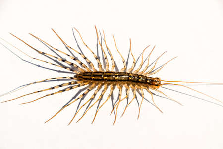 Scutigera coleoptrata. The Flycatcher. Centipede flycatcher insect predatorの写真素材