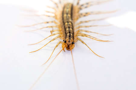 The Flycatcher. Centipede flycatcher, insect predator Scutigera coleoptrataの写真素材