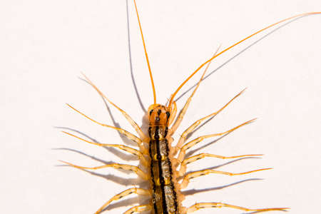 The Flycatcher. Centipede flycatcher, insect predator Scutigera coleoptrata