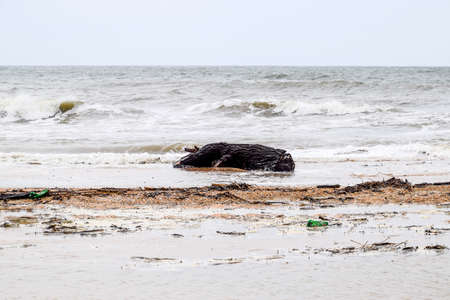 Coast of the sea after a storm. Thrown the trees ashore.の写真素材