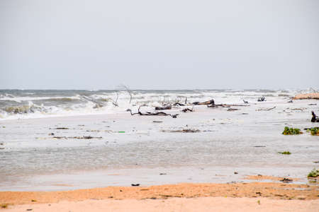 Coast of the sea after a storm. Thrown the trees ashore.の写真素材