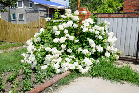 Flowers of a buldenezh. Flowers of a buldenezhの写真素材