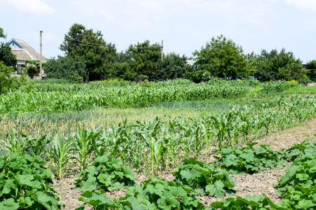 Vegetable garden with zucchini and corn. Vegetable beds in the garden. Weed bedsの写真素材