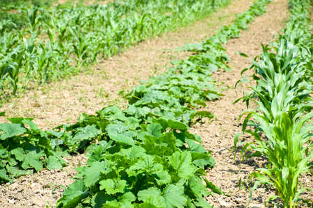 Vegetable garden with zucchini and corn. Vegetable beds in the garden. Weed bedsの写真素材