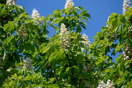 Spring blossoming chestnut tree flowers. Aesculus hippocastanum blossom of horse-chestnut treeの写真素材