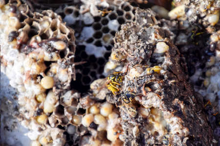 Vespula vulgaris. Destroyed hornet's nest. Drawn on the surface of a honeycomb hornet's nest. Larvae and pupae of wasps.の写真素材
