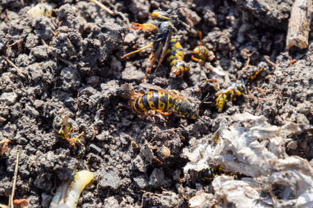 Vespula vulgaris. Destroyed hornets nest. Drawn on the surface of a honeycomb hornets nest. Larvae...
