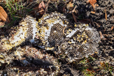 Vespula vulgaris. Destroyed hornets nest. Drawn on the surface of a honeycomb hornets nest. Larvae and pupae of wasps.の写真素材