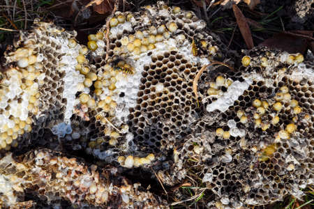 Vespula vulgaris. Destroyed hornet's nest. Drawn on the surface of a honeycomb hornet's nest. Larvae...