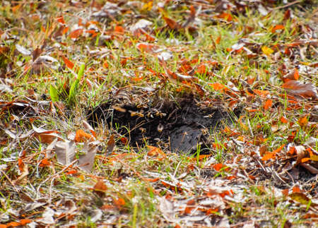 Vespula vulgaris. Wasps fly into their nest. Mink with an aspen nest. Underground wasps