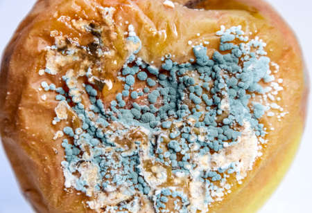 A rotten  covered with a mold.の写真素材