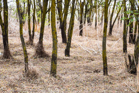 forest with dry grass. The forest beltの写真素材
